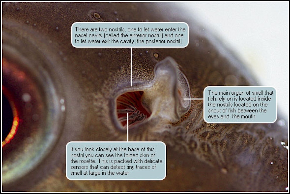 UNDERSTANDING A FISH’S SENSE OF SMELL Angling Times